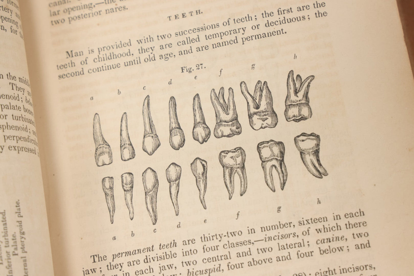 Lot 015 - "Wilson's Anatomy: A System Of Human Anatomy, General And Special" Antique Medical Book By Erasmus Wilson, M.D., Second American Edition, With Over 200 Illustrations By Gilbert, Lea And Blanchard, Publishers, Philadelphia, 1844