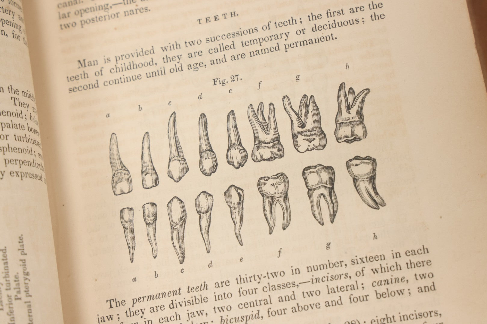 Lot 015 - "Wilson's Anatomy: A System Of Human Anatomy, General And Special" Antique Medical Book By Erasmus Wilson, M.D., Second American Edition, With Over 200 Illustrations By Gilbert, Lea And Blanchard, Publishers, Philadelphia, 1844
