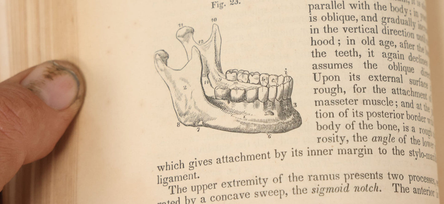 Lot 015 - "Wilson's Anatomy: A System Of Human Anatomy, General And Special" Antique Medical Book By Erasmus Wilson, M.D., Second American Edition, With Over 200 Illustrations By Gilbert, Lea And Blanchard, Publishers, Philadelphia, 1844