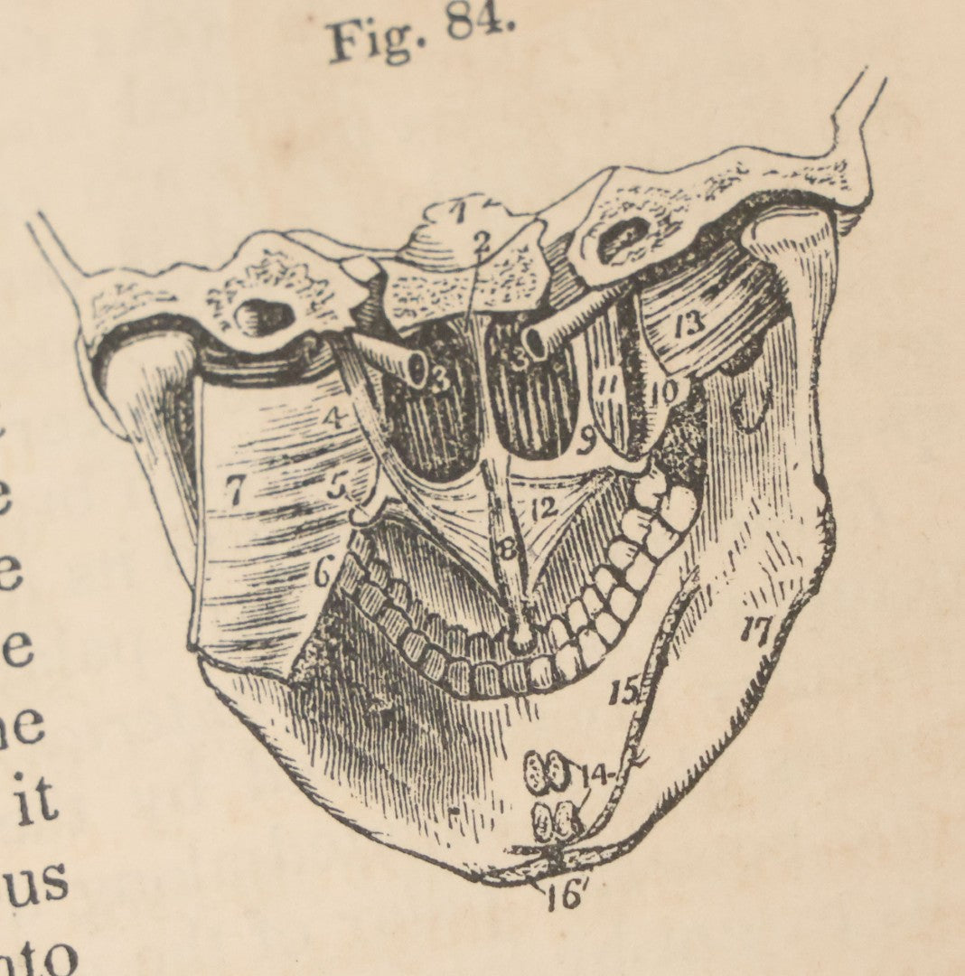 Lot 015 - "Wilson's Anatomy: A System Of Human Anatomy, General And Special" Antique Medical Book By Erasmus Wilson, M.D., Second American Edition, With Over 200 Illustrations By Gilbert, Lea And Blanchard, Publishers, Philadelphia, 1844
