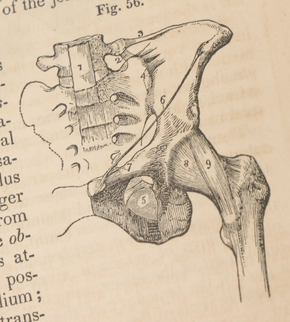Lot 015 - "Wilson's Anatomy: A System Of Human Anatomy, General And Special" Antique Medical Book By Erasmus Wilson, M.D., Second American Edition, With Over 200 Illustrations By Gilbert, Lea And Blanchard, Publishers, Philadelphia, 1844