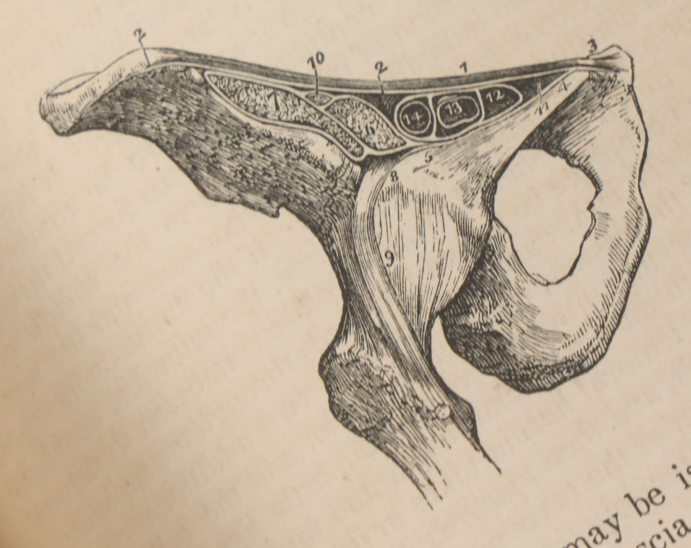 Lot 015 - "Wilson's Anatomy: A System Of Human Anatomy, General And Special" Antique Medical Book By Erasmus Wilson, M.D., Second American Edition, With Over 200 Illustrations By Gilbert, Lea And Blanchard, Publishers, Philadelphia, 1844
