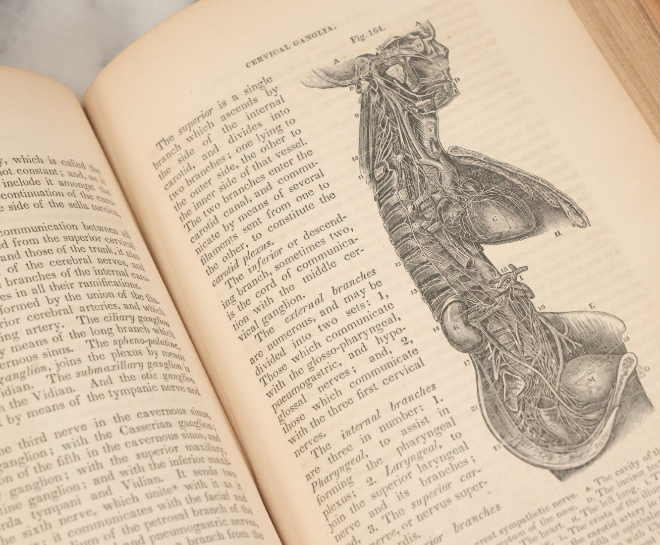 Lot 015 - "Wilson's Anatomy: A System Of Human Anatomy, General And Special" Antique Medical Book By Erasmus Wilson, M.D., Second American Edition, With Over 200 Illustrations By Gilbert, Lea And Blanchard, Publishers, Philadelphia, 1844