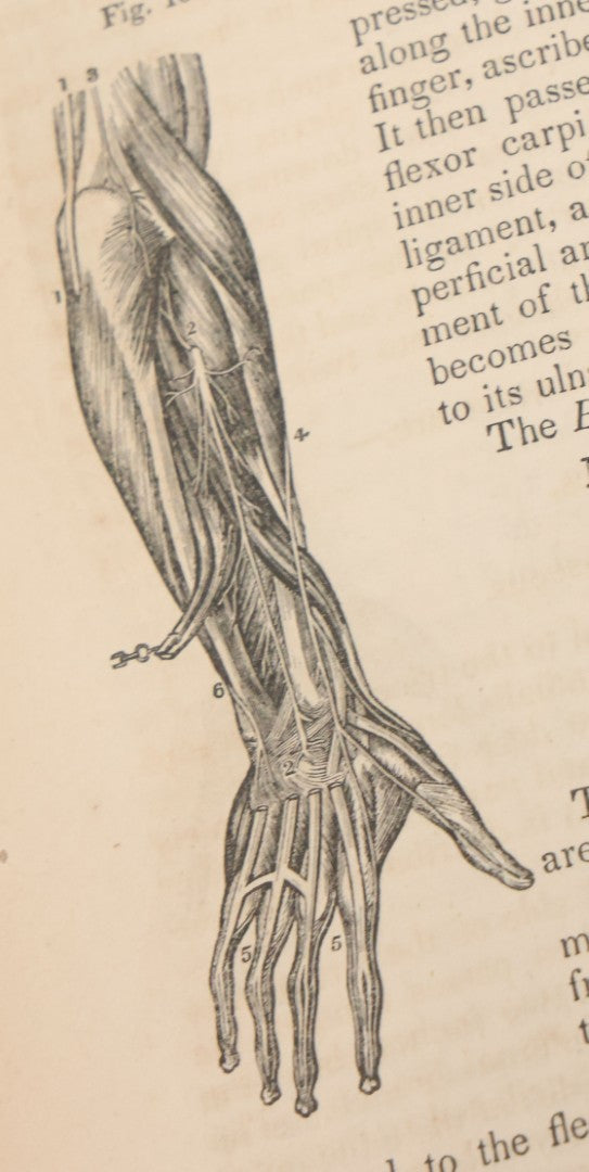 Lot 015 - "Wilson's Anatomy: A System Of Human Anatomy, General And Special" Antique Medical Book By Erasmus Wilson, M.D., Second American Edition, With Over 200 Illustrations By Gilbert, Lea And Blanchard, Publishers, Philadelphia, 1844