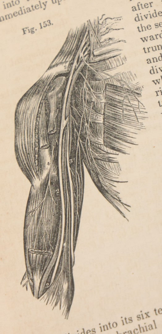 Lot 015 - "Wilson's Anatomy: A System Of Human Anatomy, General And Special" Antique Medical Book By Erasmus Wilson, M.D., Second American Edition, With Over 200 Illustrations By Gilbert, Lea And Blanchard, Publishers, Philadelphia, 1844
