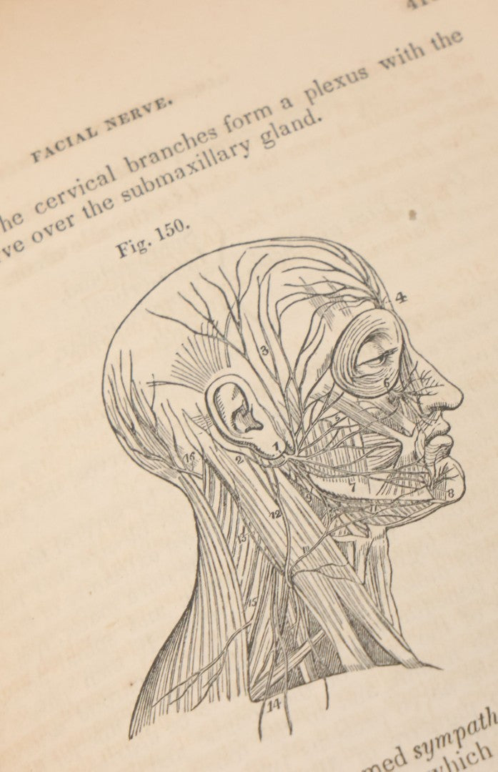 Lot 015 - "Wilson's Anatomy: A System Of Human Anatomy, General And Special" Antique Medical Book By Erasmus Wilson, M.D., Second American Edition, With Over 200 Illustrations By Gilbert, Lea And Blanchard, Publishers, Philadelphia, 1844