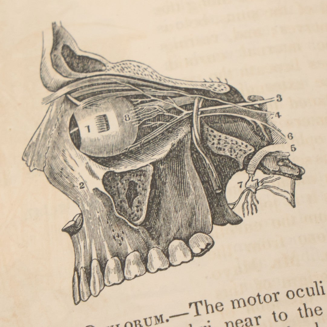 Lot 015 - "Wilson's Anatomy: A System Of Human Anatomy, General And Special" Antique Medical Book By Erasmus Wilson, M.D., Second American Edition, With Over 200 Illustrations By Gilbert, Lea And Blanchard, Publishers, Philadelphia, 1844