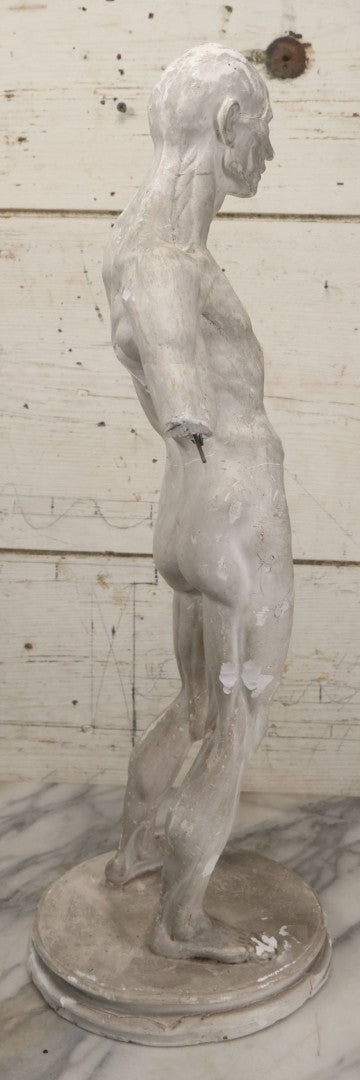 Lot 022 - Antique Anatomical Medical Human Body Chalkware Sculpture Statue, Manufactured By P.P. Caproni & Bro., Caproni Casts, Made In U.S.A., Boston, Note Heavy Wear And Losses, 23-1/2" H