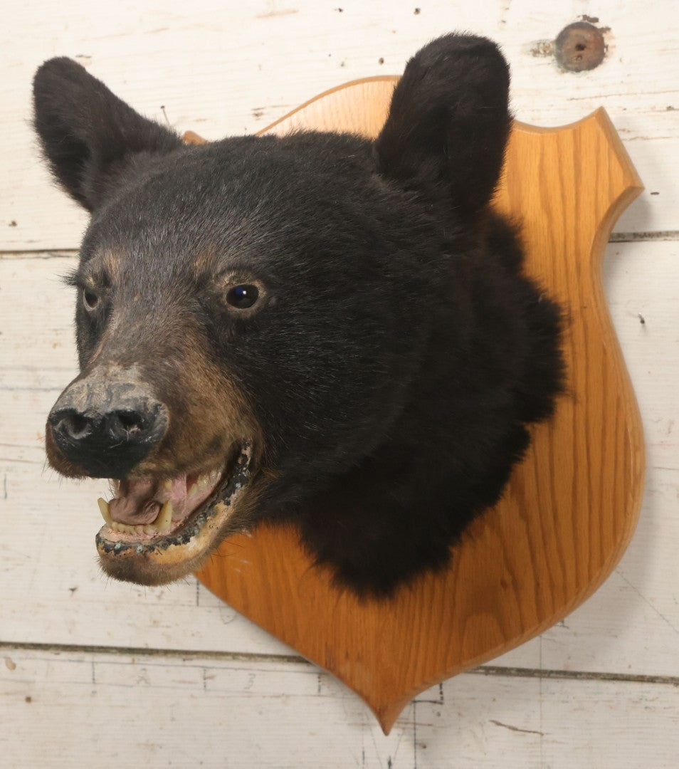 Lot 037 - Vintage Black Bear Head Taxidermy Mount On Wooden Shield