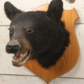 Lot 037 - Vintage Black Bear Head Taxidermy Mount On Wooden Shield