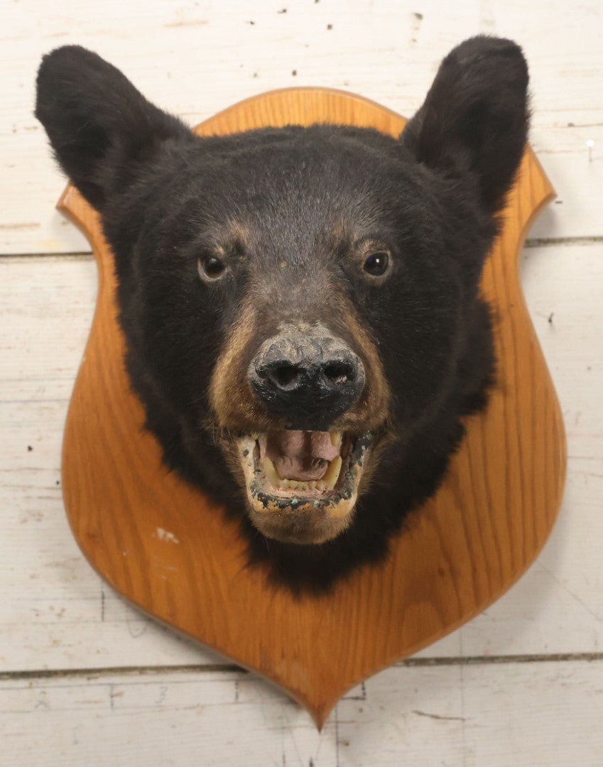 Lot 037 - Vintage Black Bear Head Taxidermy Mount On Wooden Shield