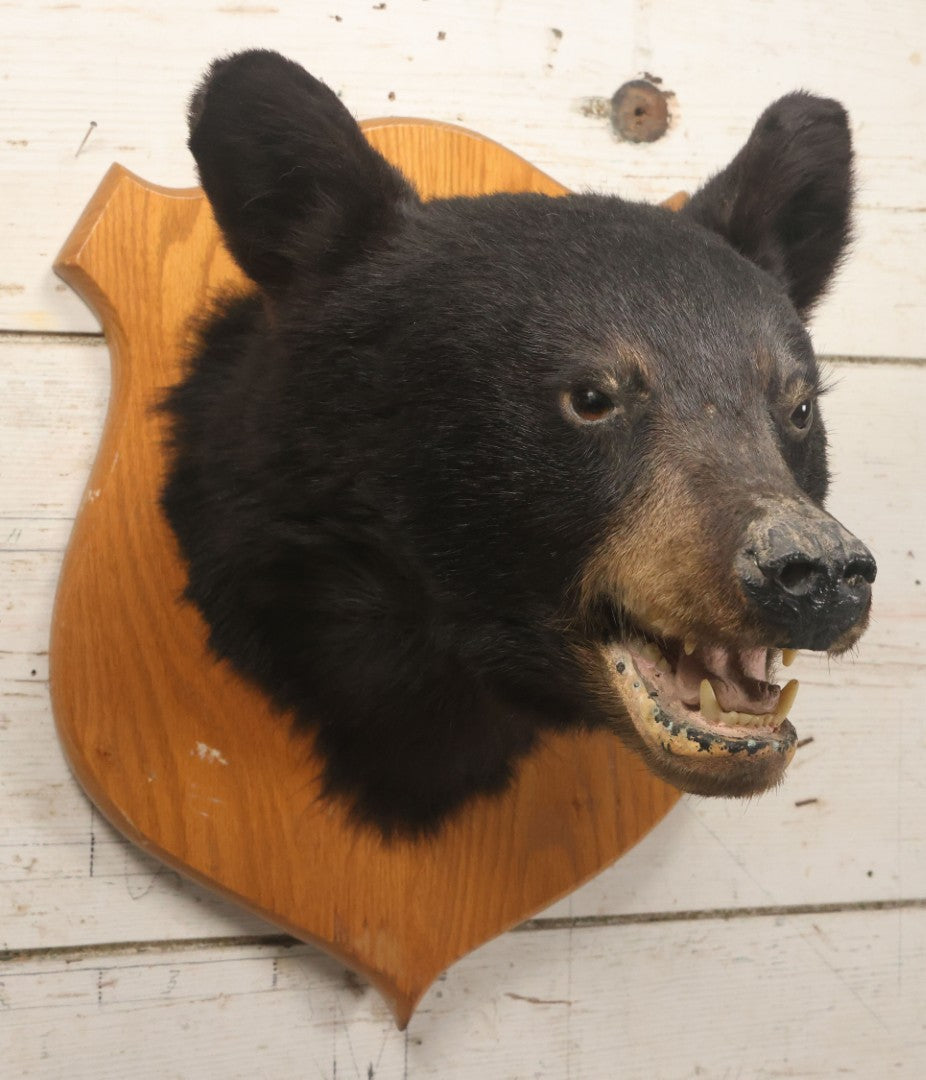 Lot 037 - Vintage Black Bear Head Taxidermy Mount On Wooden Shield