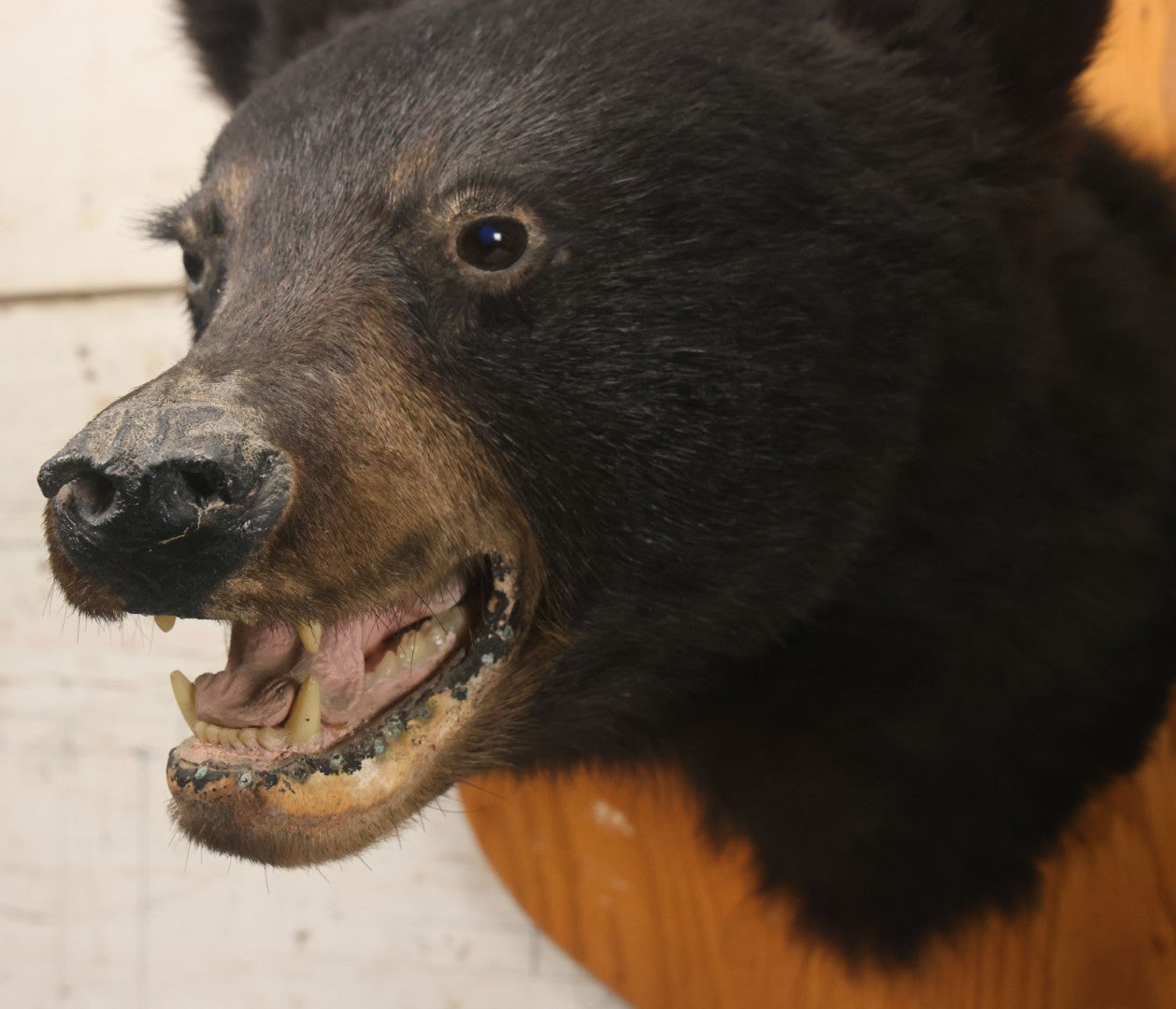 Lot 037 - Vintage Black Bear Head Taxidermy Mount On Wooden Shield