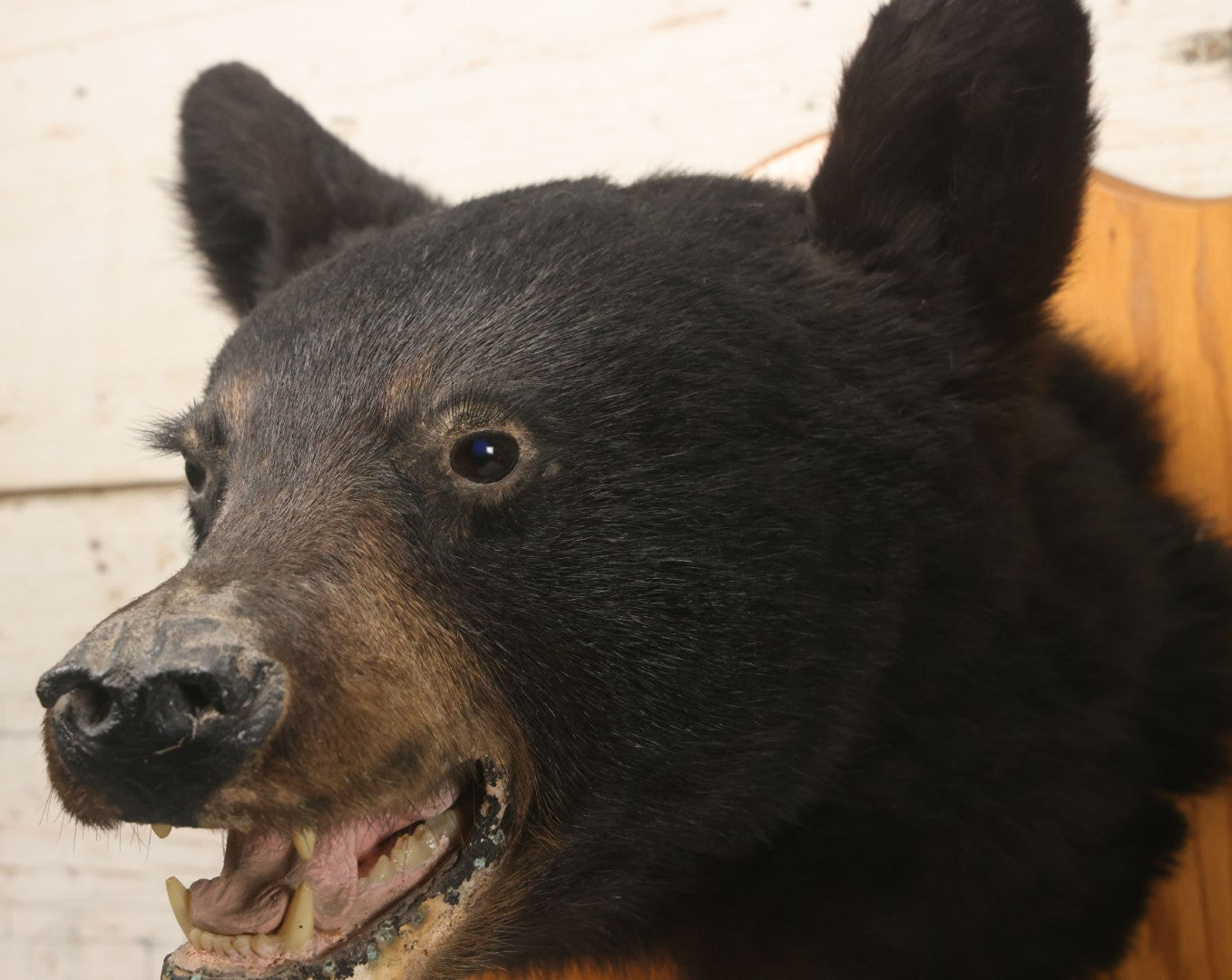 Lot 037 - Vintage Black Bear Head Taxidermy Mount On Wooden Shield