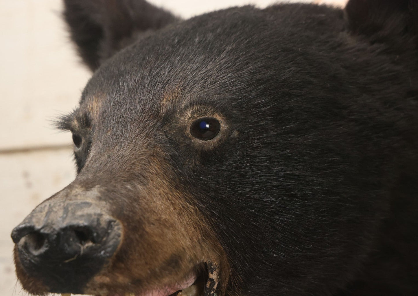 Lot 037 - Vintage Black Bear Head Taxidermy Mount On Wooden Shield