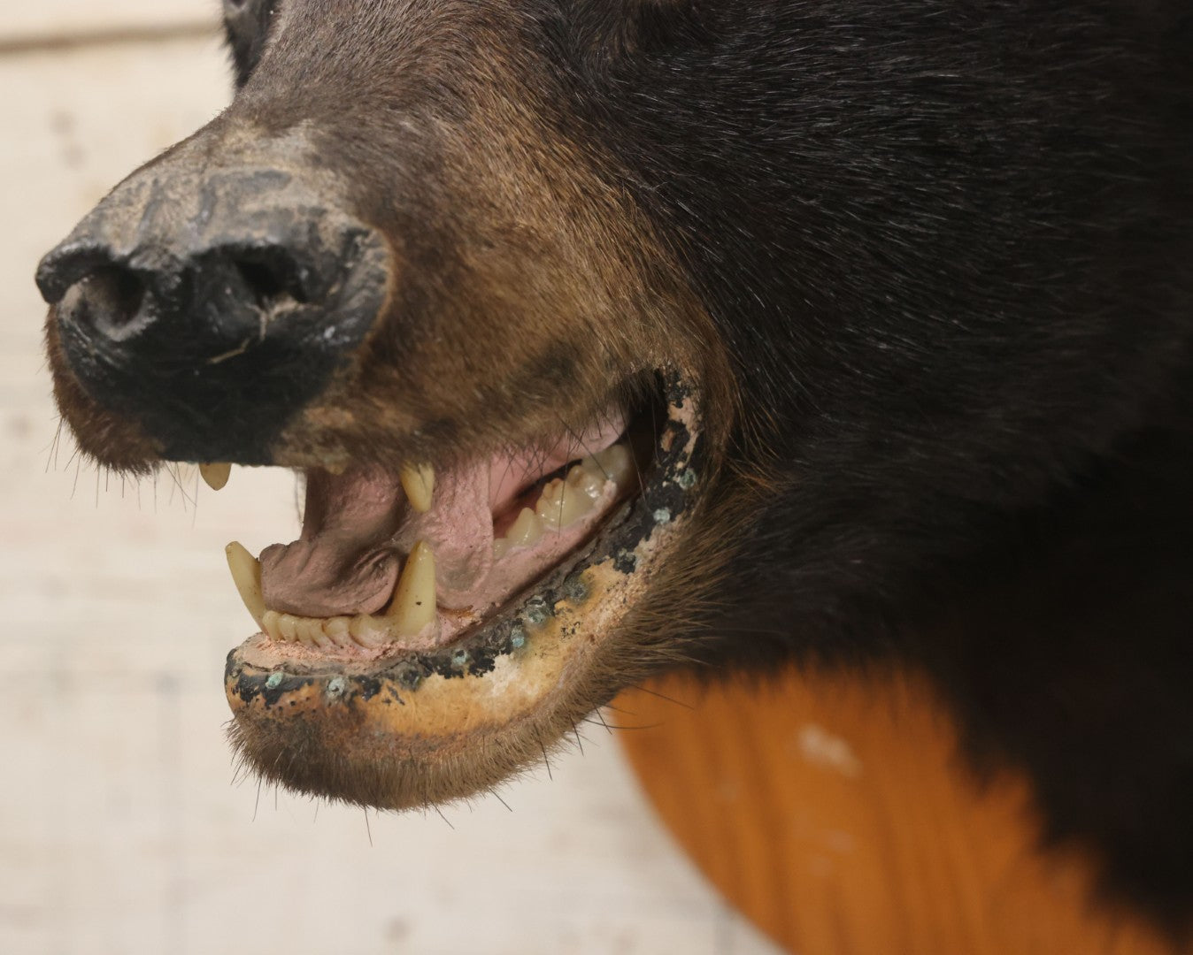 Lot 037 - Vintage Black Bear Head Taxidermy Mount On Wooden Shield