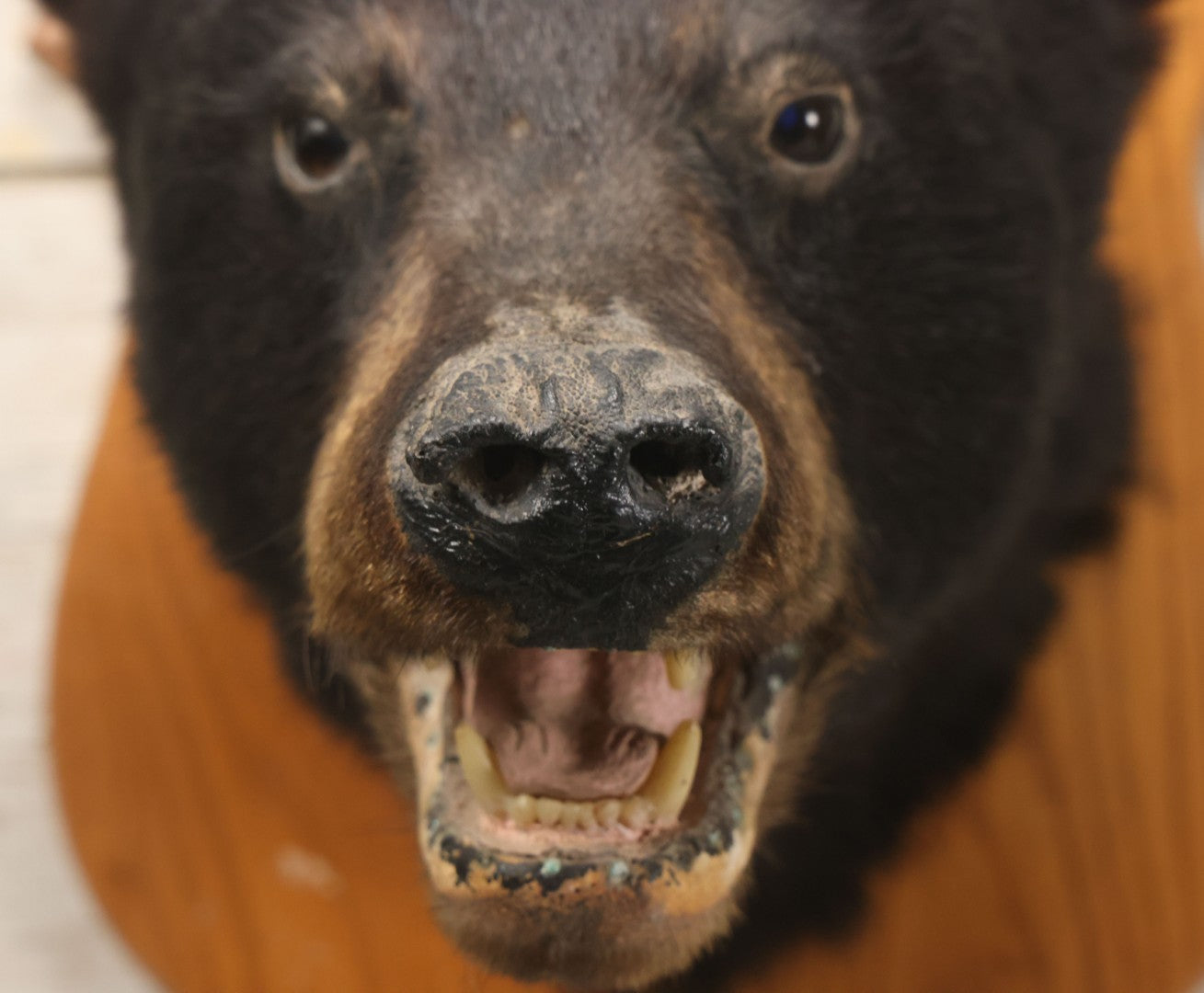 Lot 037 - Vintage Black Bear Head Taxidermy Mount On Wooden Shield