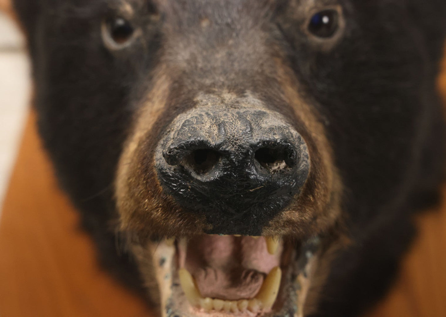 Lot 037 - Vintage Black Bear Head Taxidermy Mount On Wooden Shield