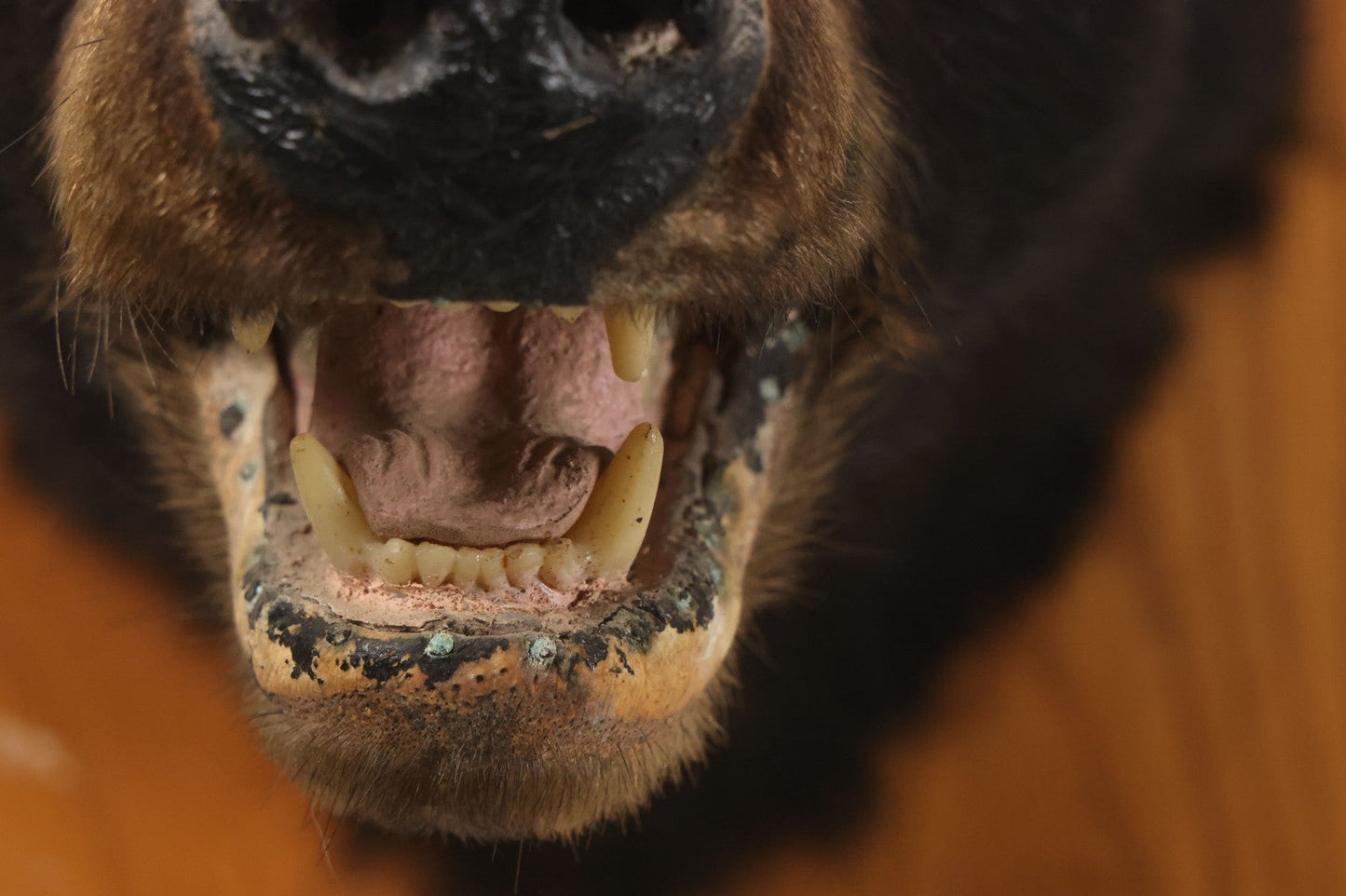Lot 037 - Vintage Black Bear Head Taxidermy Mount On Wooden Shield