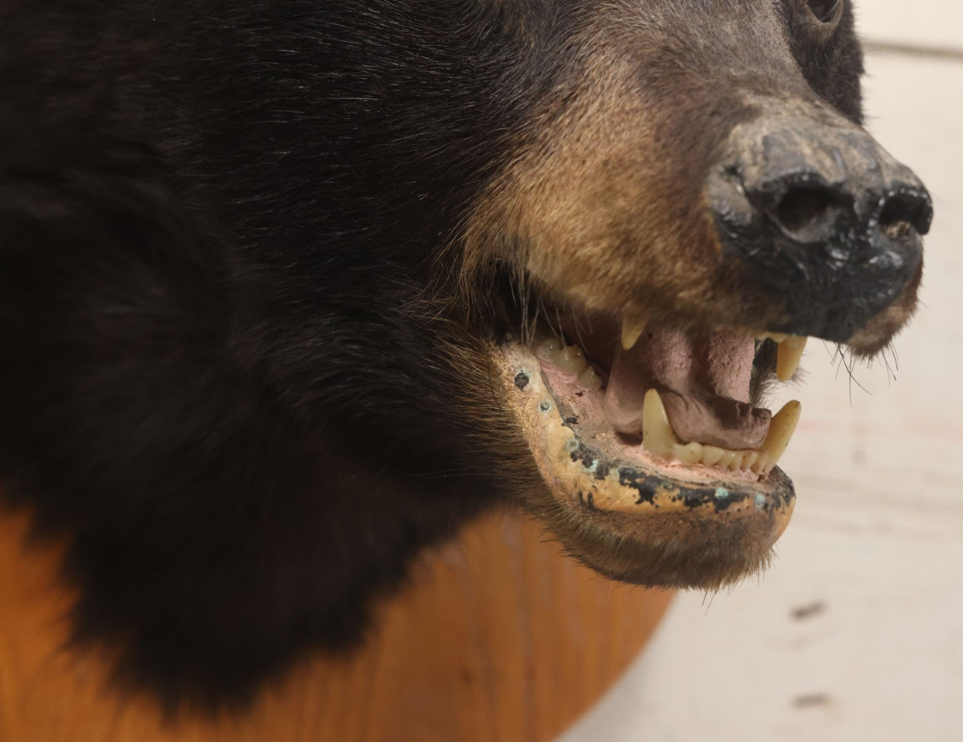 Lot 037 - Vintage Black Bear Head Taxidermy Mount On Wooden Shield
