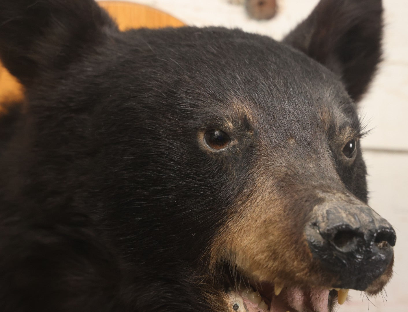 Lot 037 - Vintage Black Bear Head Taxidermy Mount On Wooden Shield