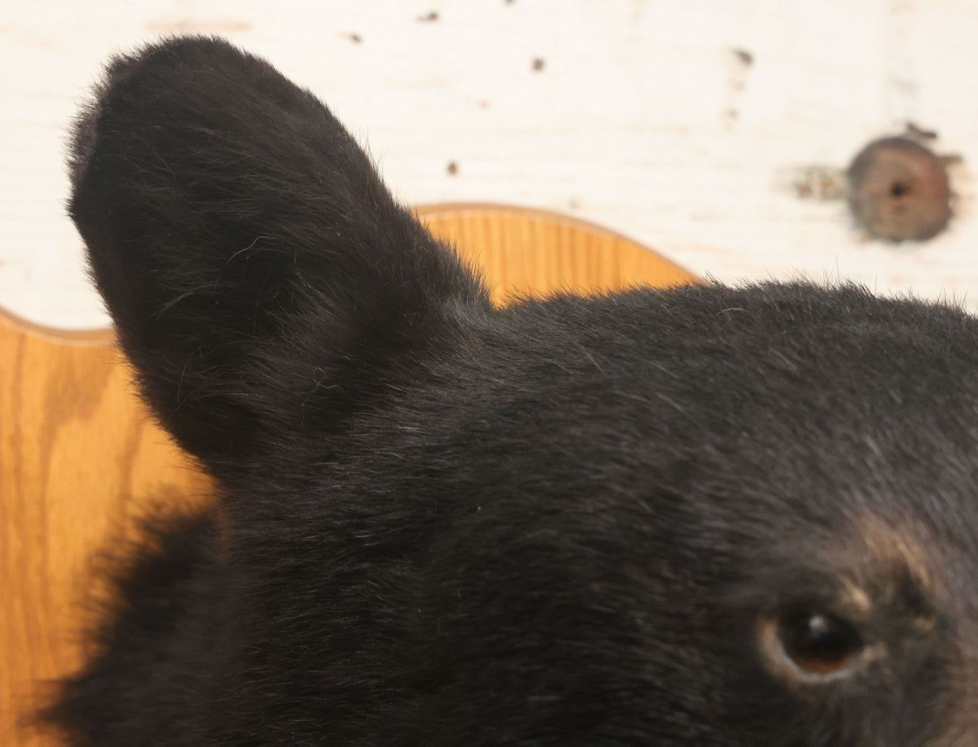 Lot 037 - Vintage Black Bear Head Taxidermy Mount On Wooden Shield