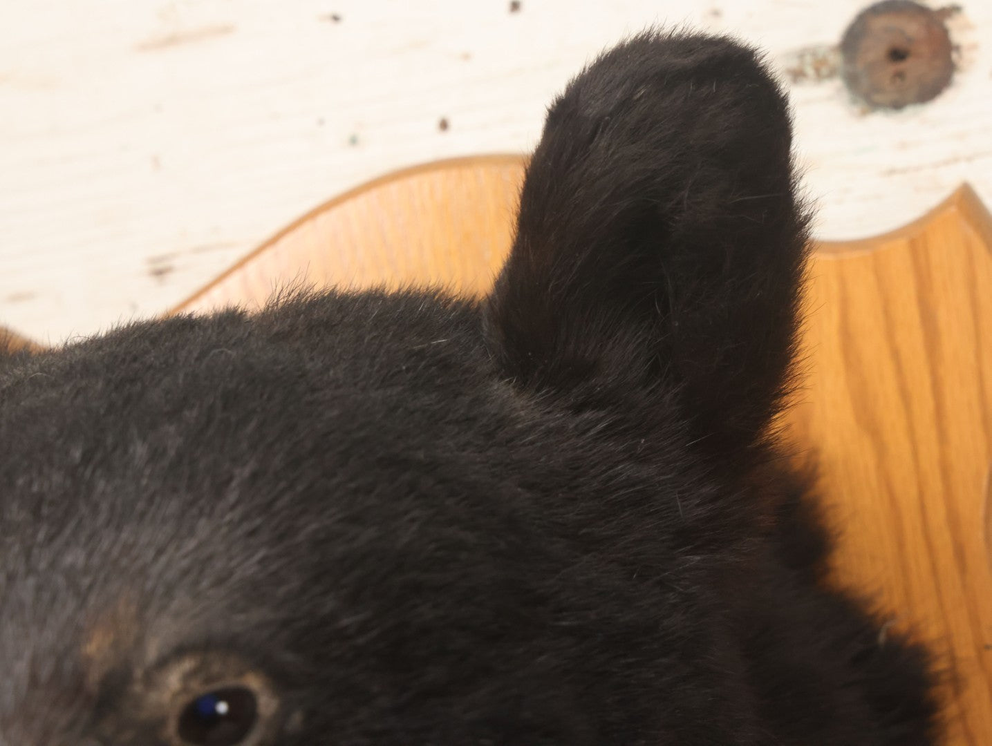 Lot 037 - Vintage Black Bear Head Taxidermy Mount On Wooden Shield