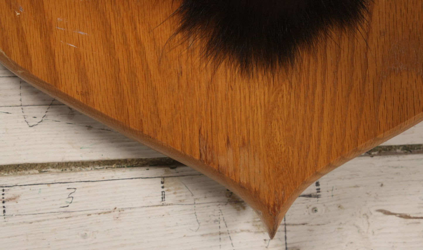 Lot 037 - Vintage Black Bear Head Taxidermy Mount On Wooden Shield