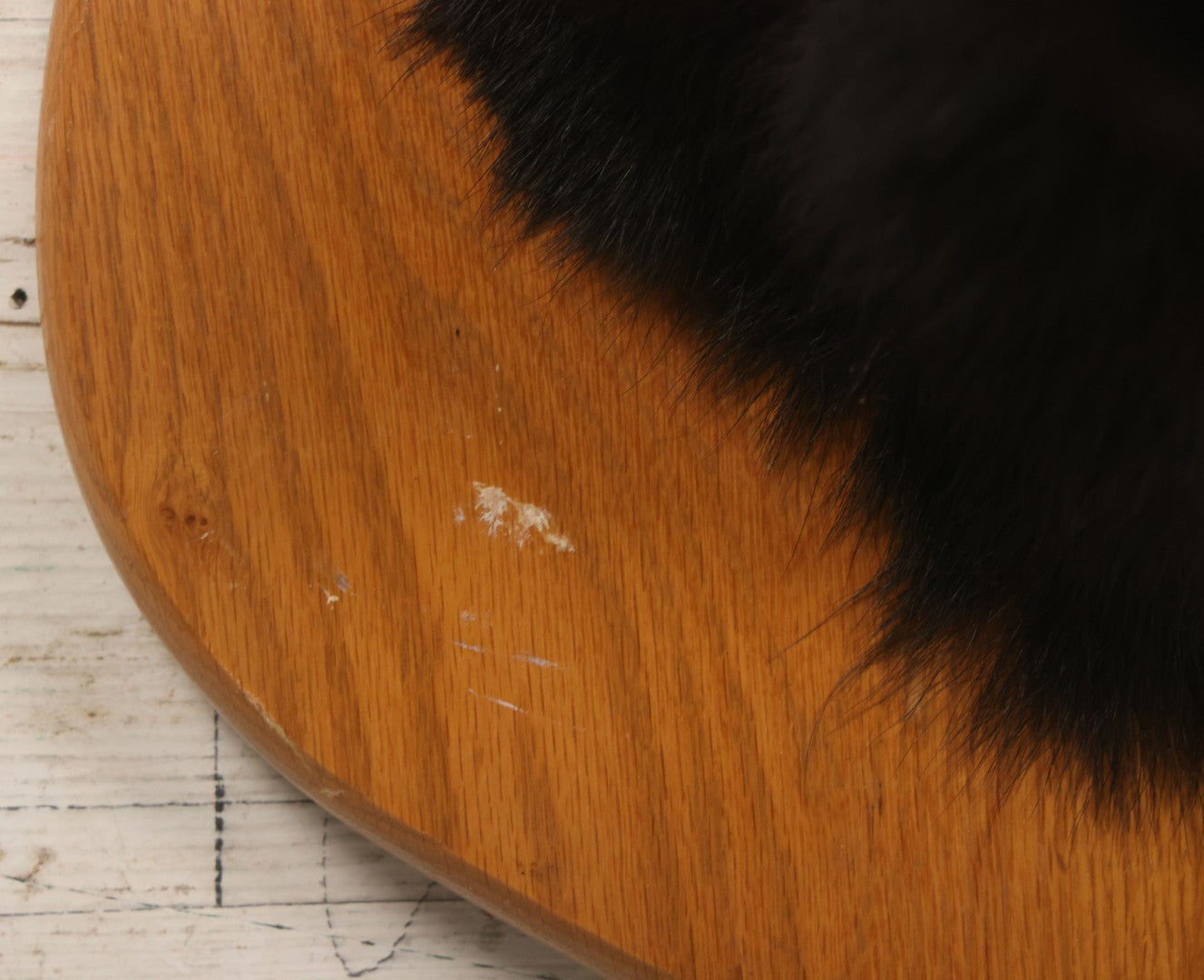 Lot 037 - Vintage Black Bear Head Taxidermy Mount On Wooden Shield