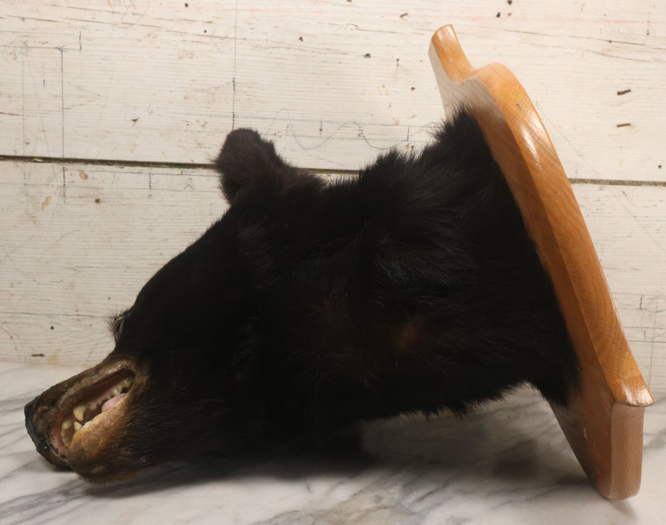 Lot 037 - Vintage Black Bear Head Taxidermy Mount On Wooden Shield