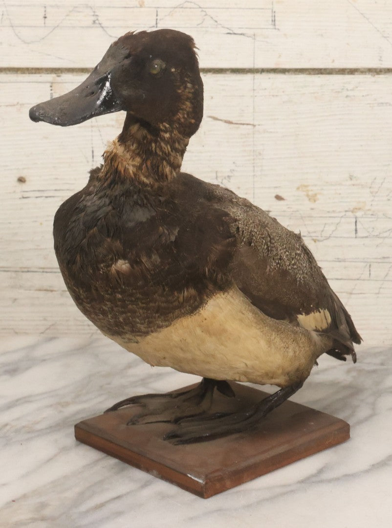 Lot 038 - Antique Brown Duck Taxidermy Mount On Wooden Base, Note Heavy Wear, Poor Condition