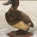 Lot 038 - Antique Brown Duck Taxidermy Mount On Wooden Base, Note Heavy Wear, Poor Condition