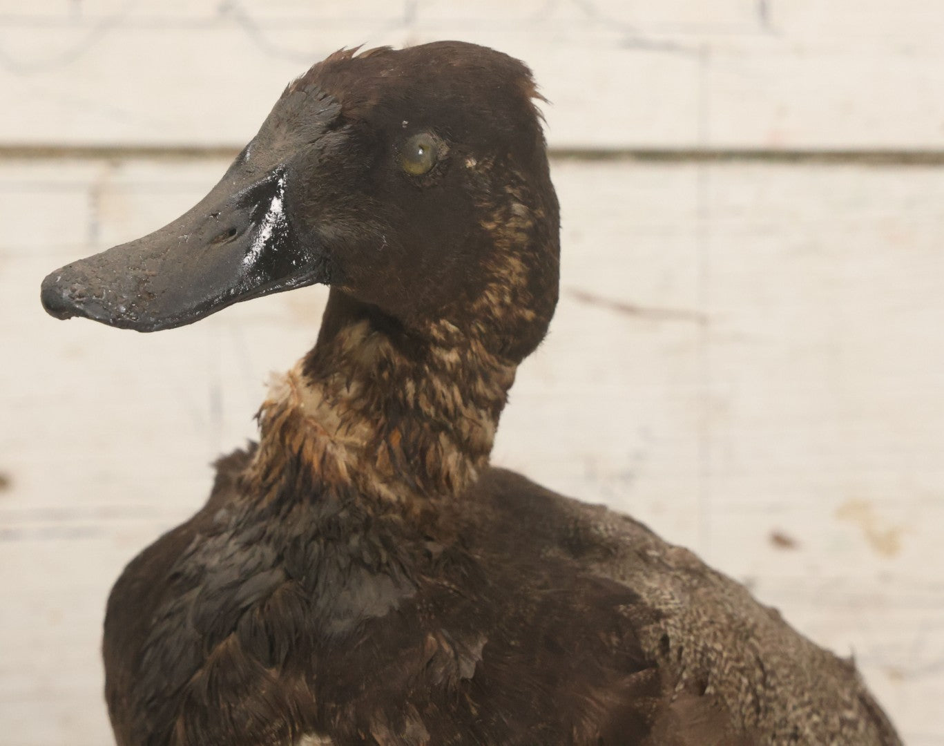 Lot 038 - Antique Brown Duck Taxidermy Mount On Wooden Base, Note Heavy Wear, Poor Condition