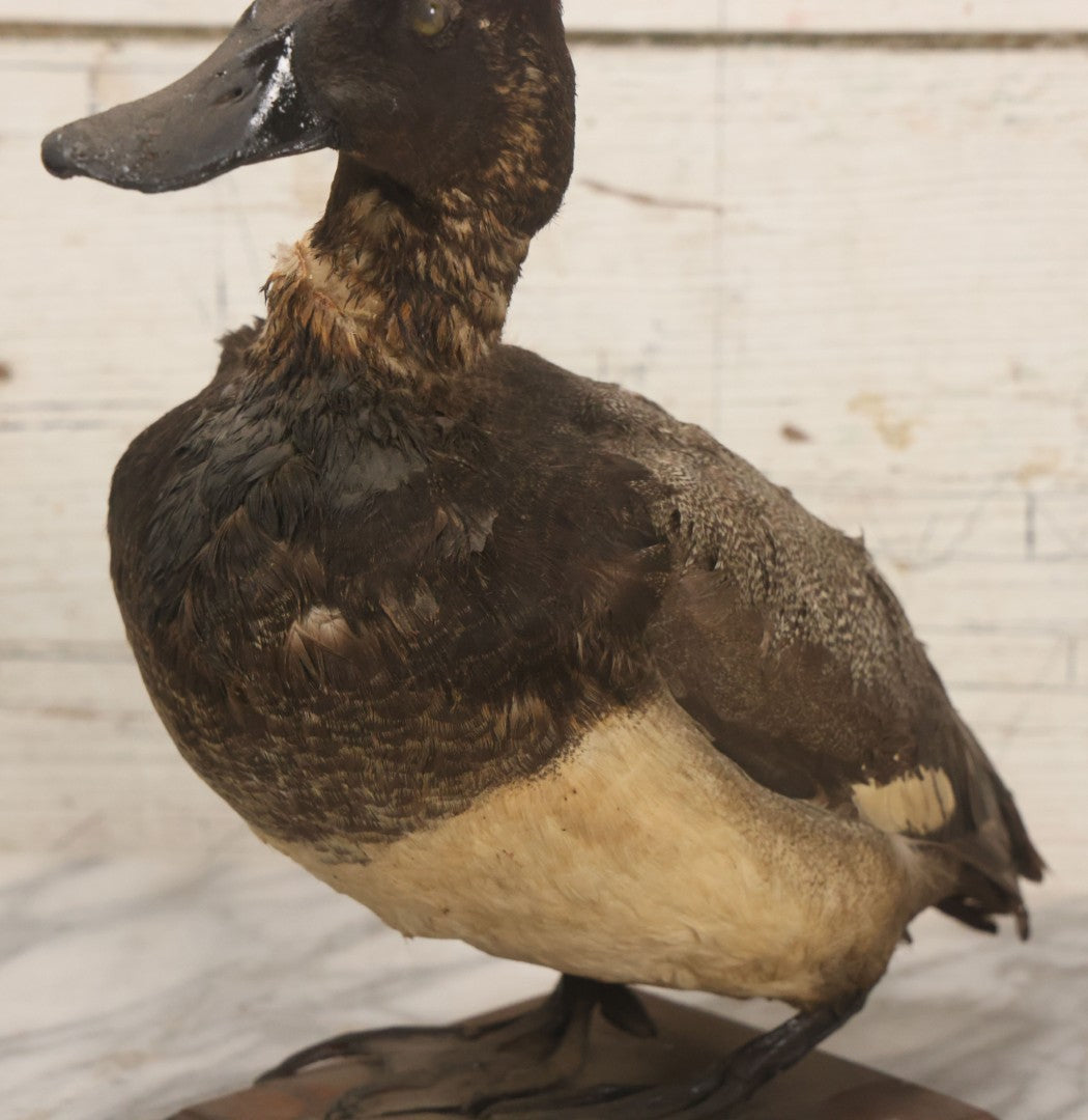 Lot 038 - Antique Brown Duck Taxidermy Mount On Wooden Base, Note Heavy Wear, Poor Condition