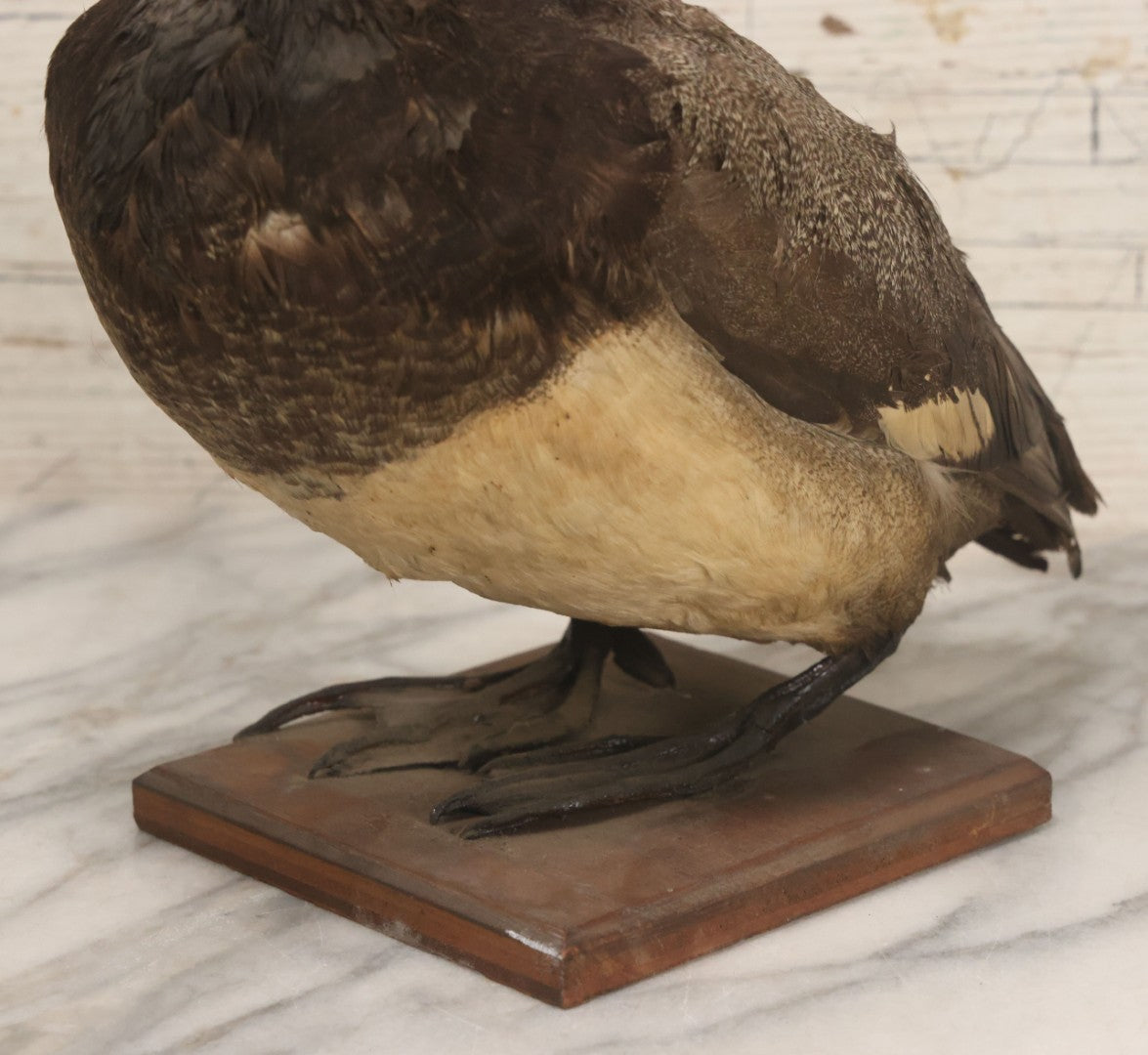 Lot 038 - Antique Brown Duck Taxidermy Mount On Wooden Base, Note Heavy Wear, Poor Condition