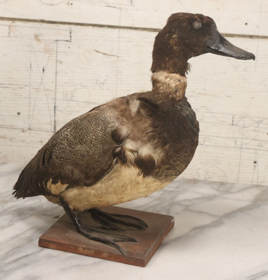 Lot 038 - Antique Brown Duck Taxidermy Mount On Wooden Base, Note Heavy Wear, Poor Condition