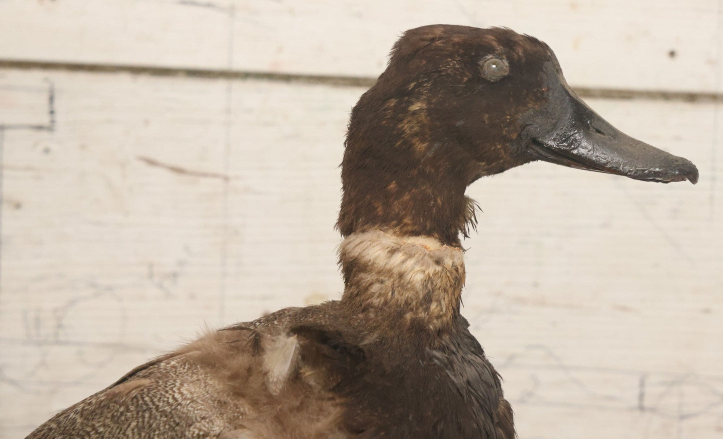 Lot 038 - Antique Brown Duck Taxidermy Mount On Wooden Base, Note Heavy Wear, Poor Condition