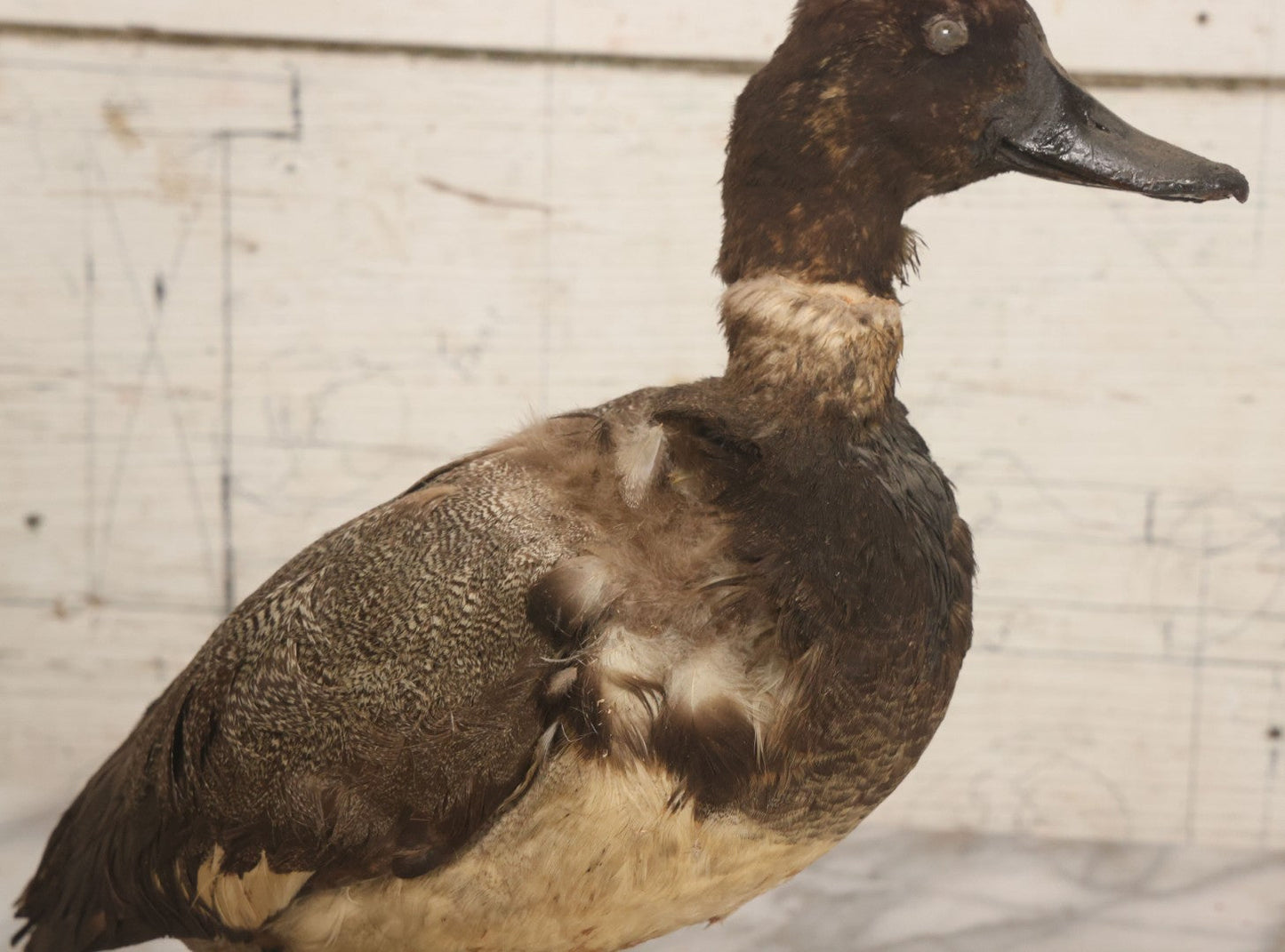 Lot 038 - Antique Brown Duck Taxidermy Mount On Wooden Base, Note Heavy Wear, Poor Condition
