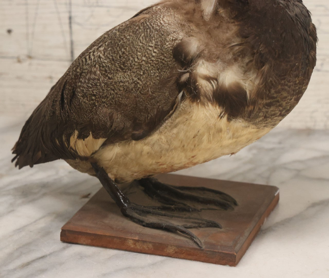Lot 038 - Antique Brown Duck Taxidermy Mount On Wooden Base, Note Heavy Wear, Poor Condition
