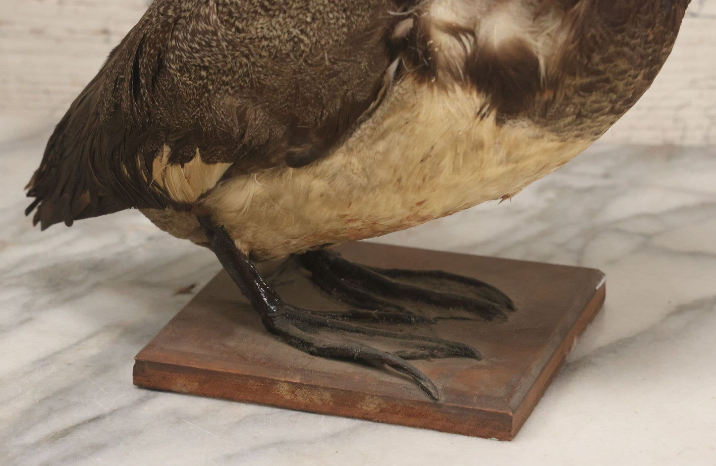 Lot 038 - Antique Brown Duck Taxidermy Mount On Wooden Base, Note Heavy Wear, Poor Condition