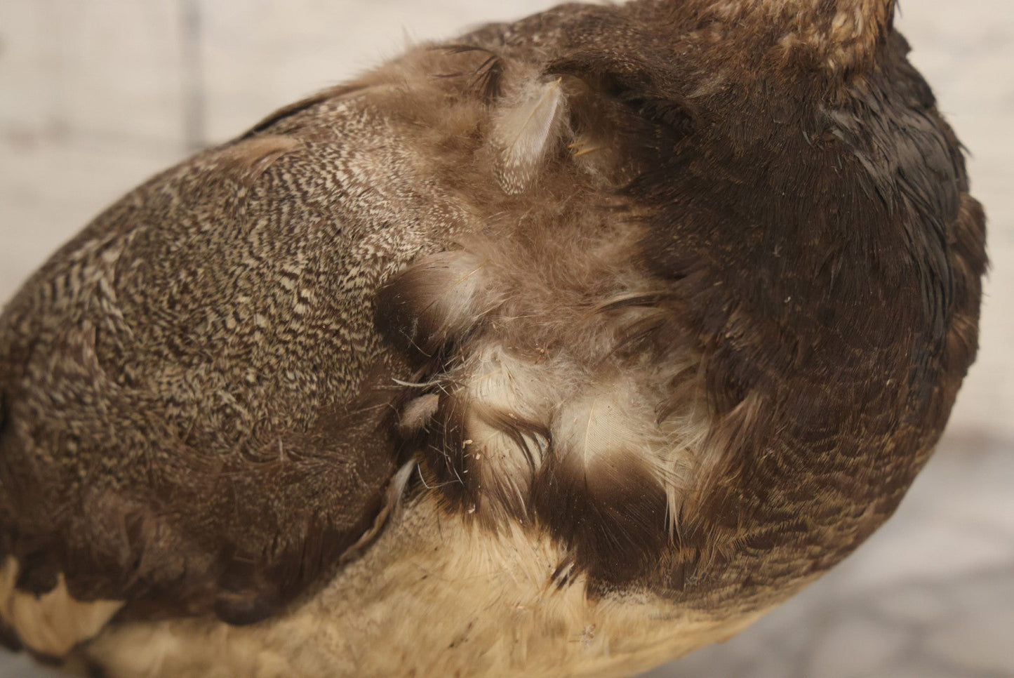 Lot 038 - Antique Brown Duck Taxidermy Mount On Wooden Base, Note Heavy Wear, Poor Condition