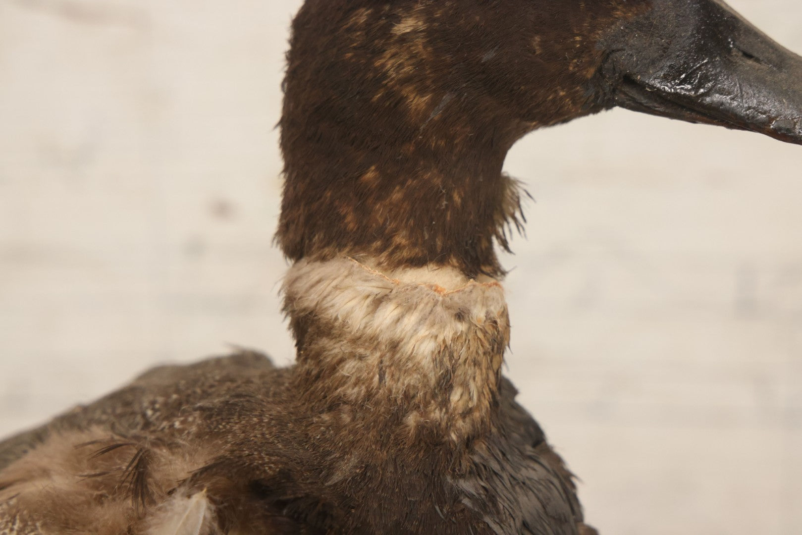Lot 038 - Antique Brown Duck Taxidermy Mount On Wooden Base, Note Heavy Wear, Poor Condition
