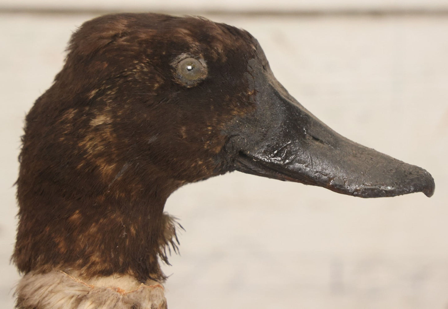 Lot 038 - Antique Brown Duck Taxidermy Mount On Wooden Base, Note Heavy Wear, Poor Condition