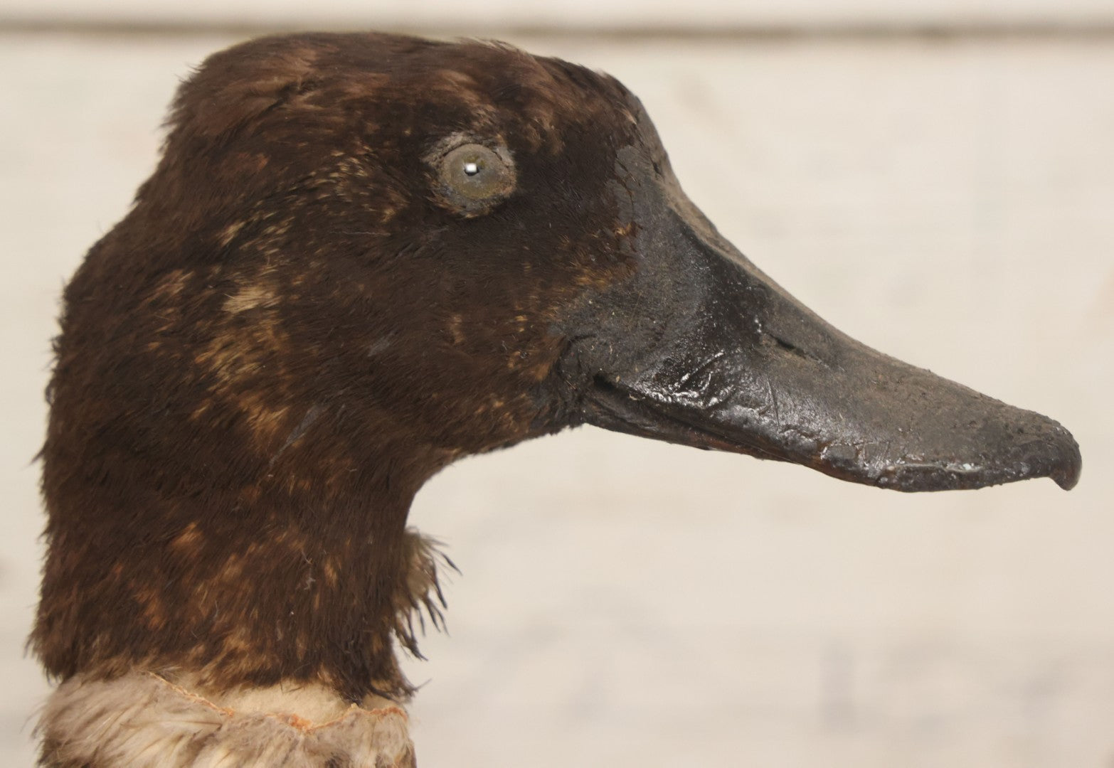 Lot 038 - Antique Brown Duck Taxidermy Mount On Wooden Base, Note Heavy Wear, Poor Condition