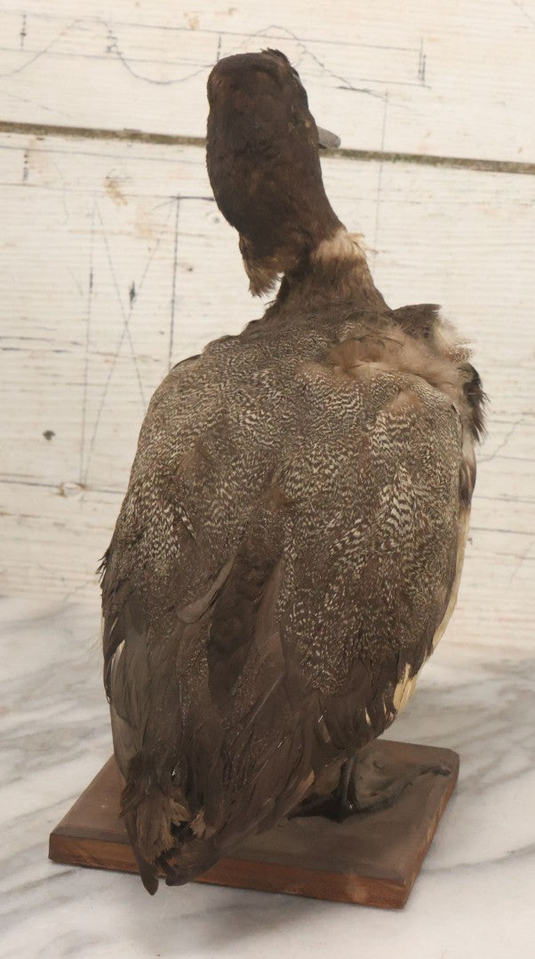 Lot 038 - Antique Brown Duck Taxidermy Mount On Wooden Base, Note Heavy Wear, Poor Condition