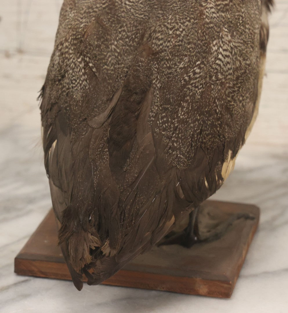 Lot 038 - Antique Brown Duck Taxidermy Mount On Wooden Base, Note Heavy Wear, Poor Condition