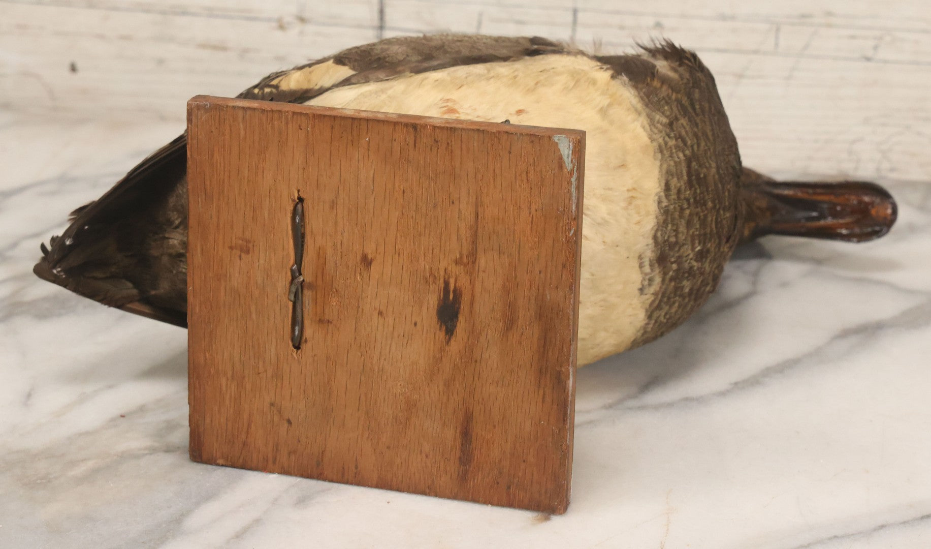 Lot 038 - Antique Brown Duck Taxidermy Mount On Wooden Base, Note Heavy Wear, Poor Condition