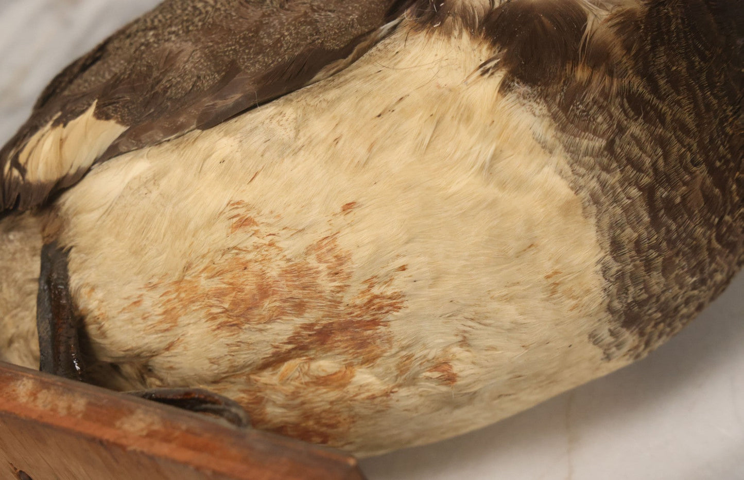 Lot 038 - Antique Brown Duck Taxidermy Mount On Wooden Base, Note Heavy Wear, Poor Condition