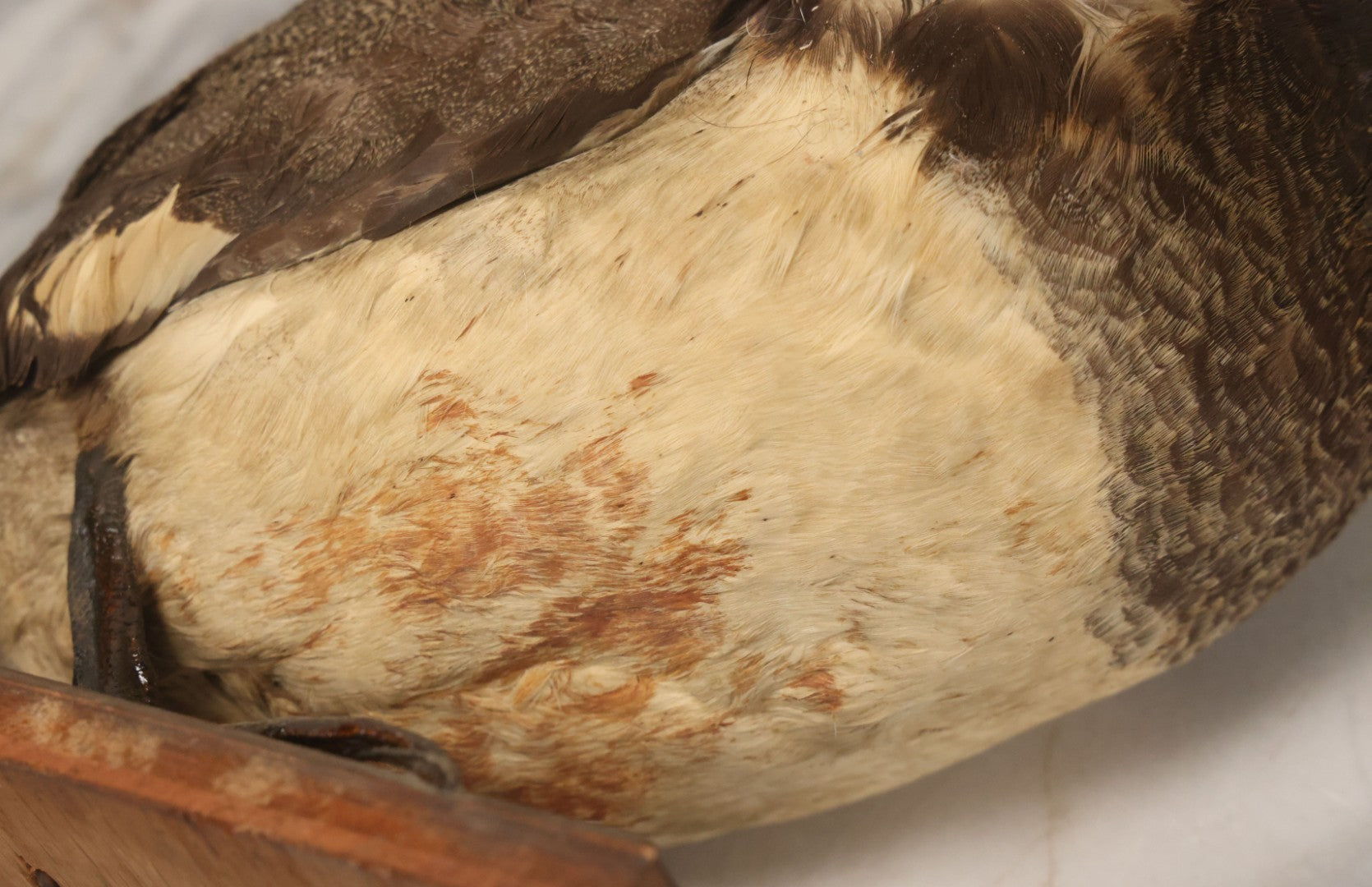 Lot 038 - Antique Brown Duck Taxidermy Mount On Wooden Base, Note Heavy Wear, Poor Condition