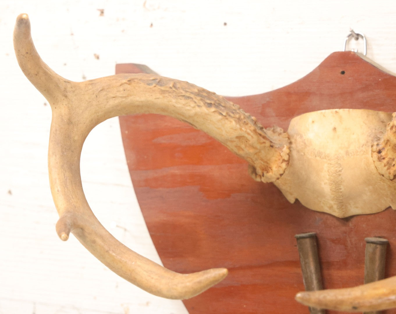 Lot 039 - Vintage Deer Antler Folk Art Display With Antlers And Skull Cap, Bullet Casings, And Hand Engraved Plaque, Which Reads "Killed December 4, 1961 By William R Burns, Age 14" 
